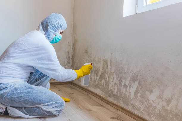 Licensed Mold Remediation service in Andover, MN - WQB Mold Removal